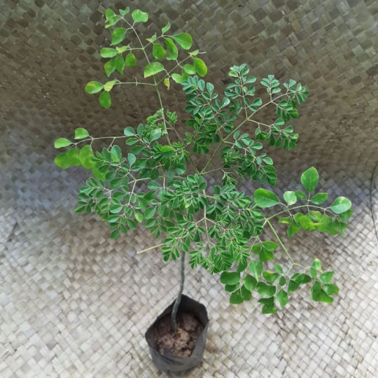Muda De Moringa - 65 A 85cm